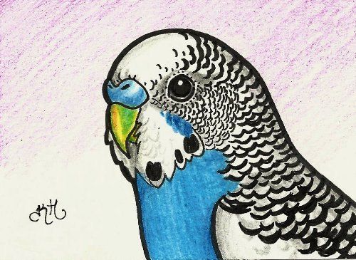 500x365 Imgs For Gt Parakeet Drawing Doodle Le Do Parakeets