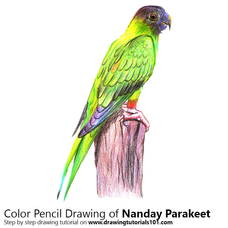 800x800 Nanday Parakeet Colored Pencils