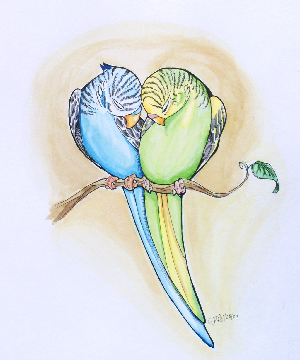 1024x1228 Parakeet Heart By On @