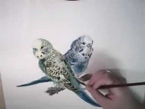 480x360 Parakeets Are Cute! Speed Drawing