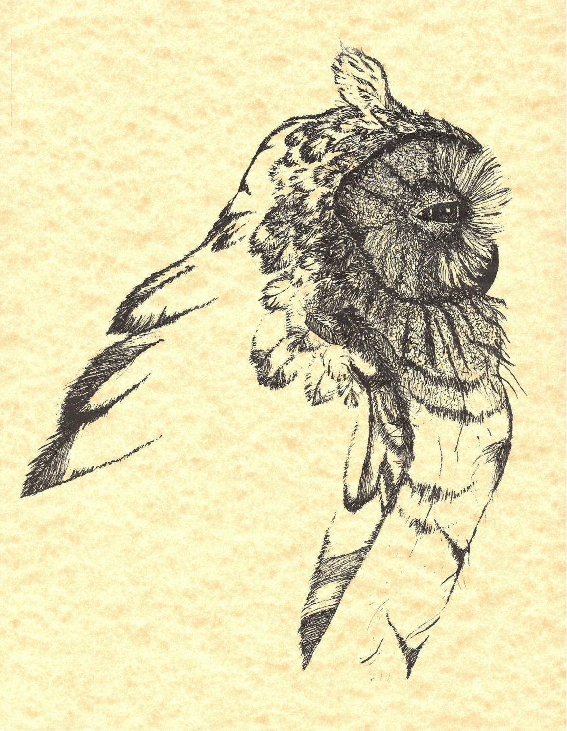 1164x1500 Pen And Ink Owl Drawing Titled, Wise Old Owl, Wildlife Art, Bird