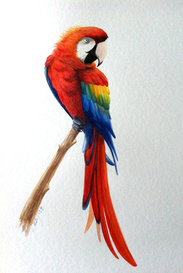 600x894 Parrot Drawing Pappagallo, Disegno