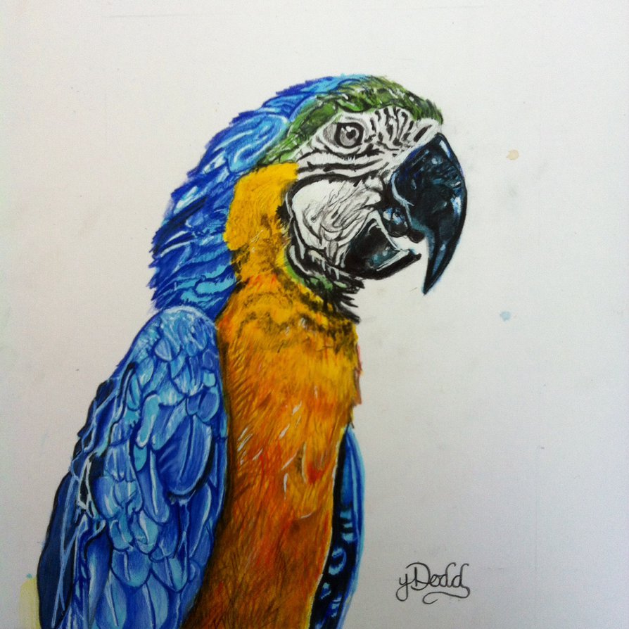894x894 Realistic Parrot Drawing By Themangapikachu