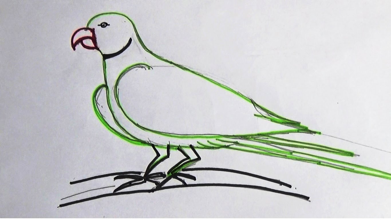 1366x768 Step By Step And Super Easy Parrot Sketch