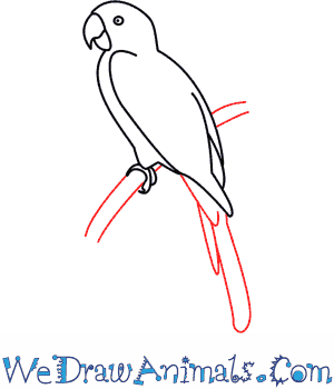 300x350 How To Draw A Parrot
