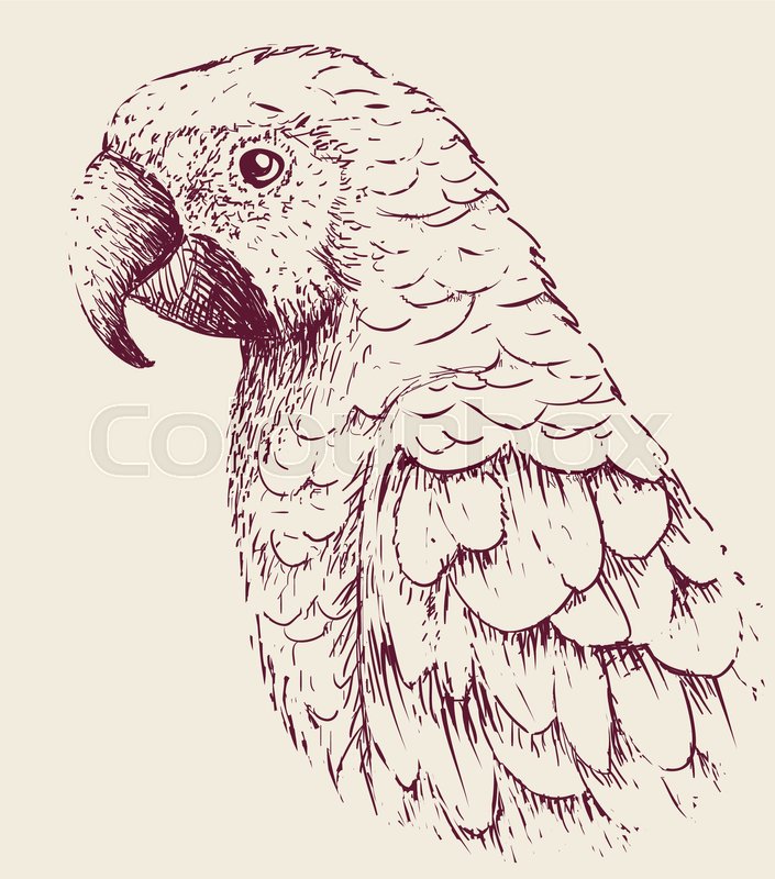 705x800 Parrot Close Up.hand Drawn Work.exotic Bird.vector Illustration