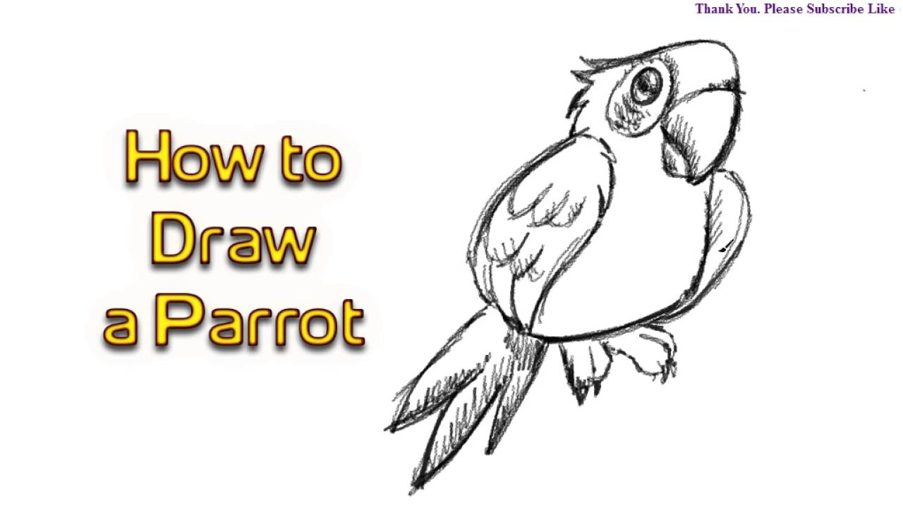 1280x720 How To Draw A Parrot Drawing Cartoon Illustration Line Art Shading