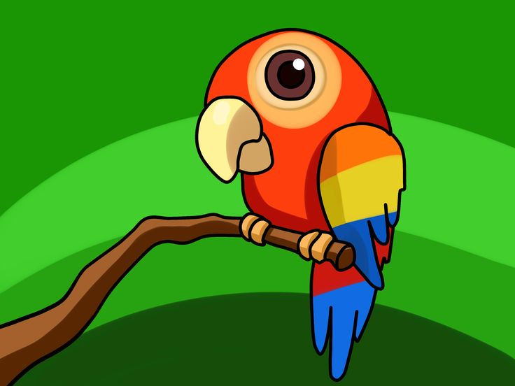 736x552 Pictures Cute Parrot Drawings,