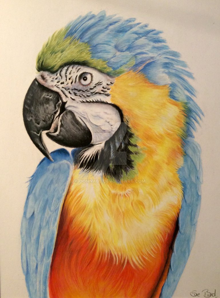 769x1040 Pastel Drawing. Macaw Parrot By Donnabe