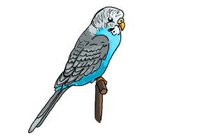 300x200 How To Draw A Parakeet