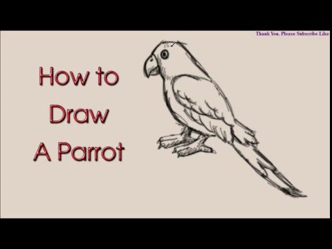 480x360 How To Draw A Parrot Drawing Easy Sketching