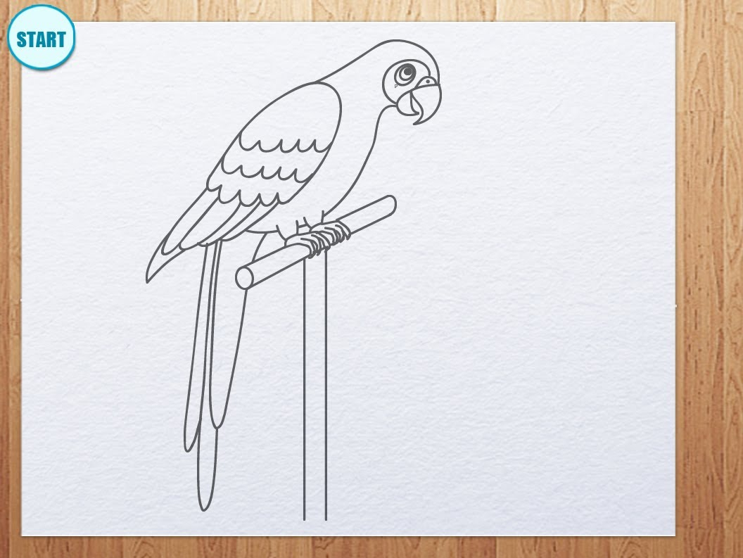 Parrot Drawing Easy at GetDrawings | Free download