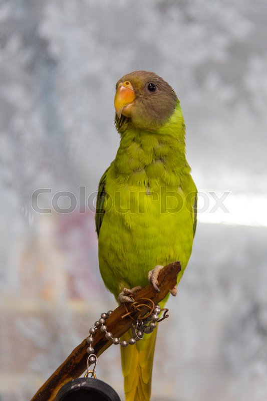 533x800 Amazonian Parrot Drawing. Quaker Parrot. Monk Parakeet. Black