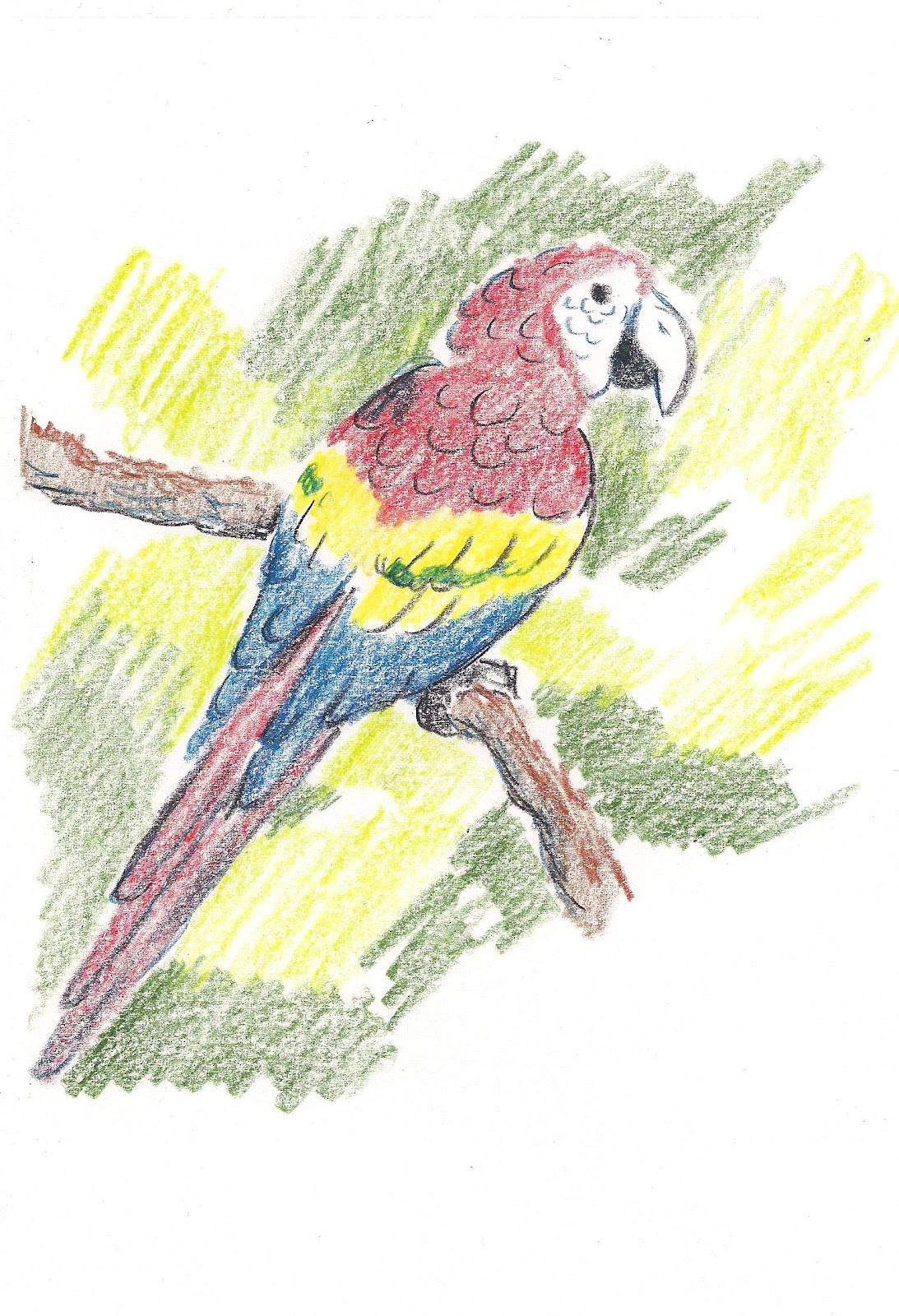 1093x1600 How To Draw Worksheets For The Young Artist How To Draw A Parrot