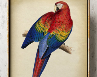 340x270 Parrot Drawing Etsy