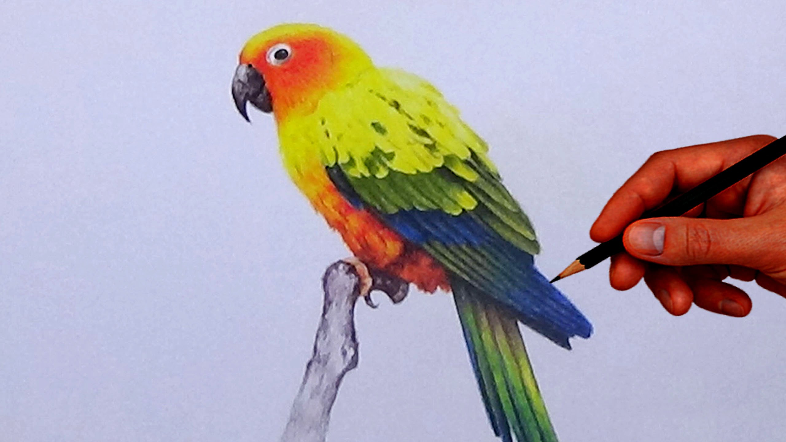 2560x1440 How To Draw A Bird With Simple Colored Pencils