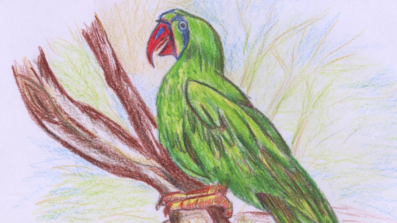  Parrot Drawing With Colour at GetDrawings.com Free for personal use 