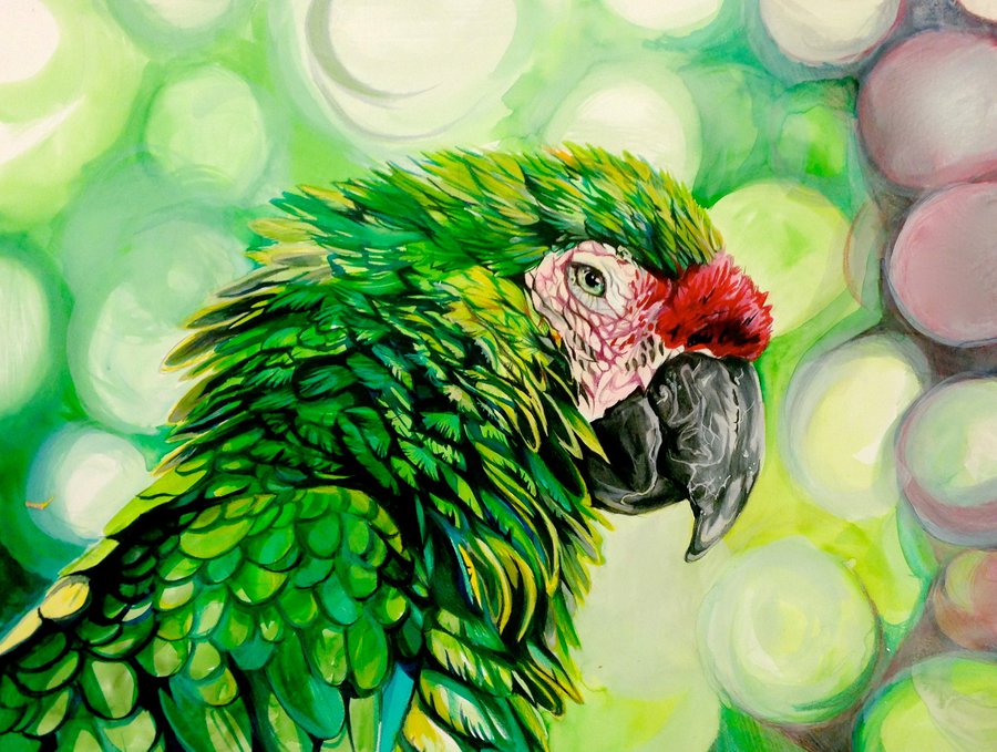 900x679 Parrot Drawing By Lucky978