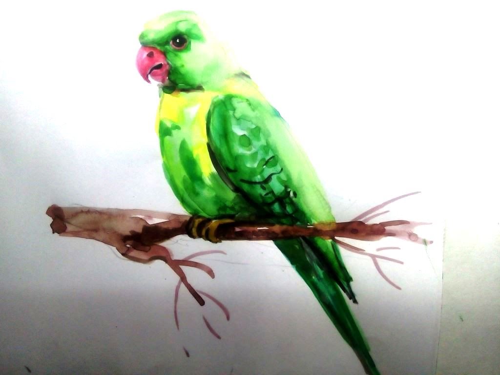 1024x768 Parrot Draw In Water Colour Art