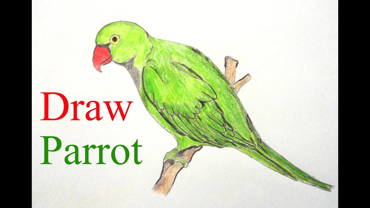 Amazing How To Draw Parrot The ultimate guide | howtodrawline2