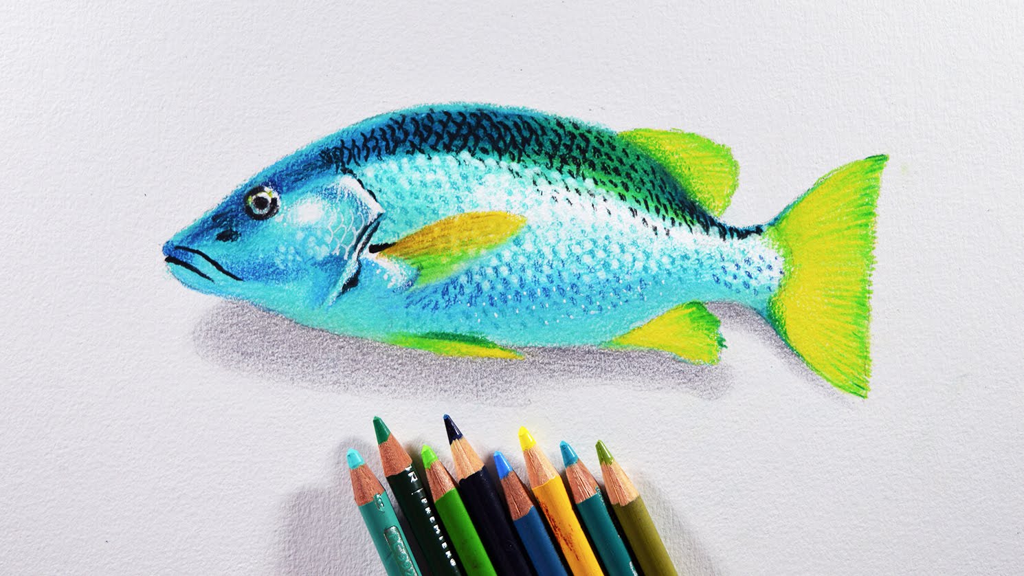 1490x838 How To Draw A Fish