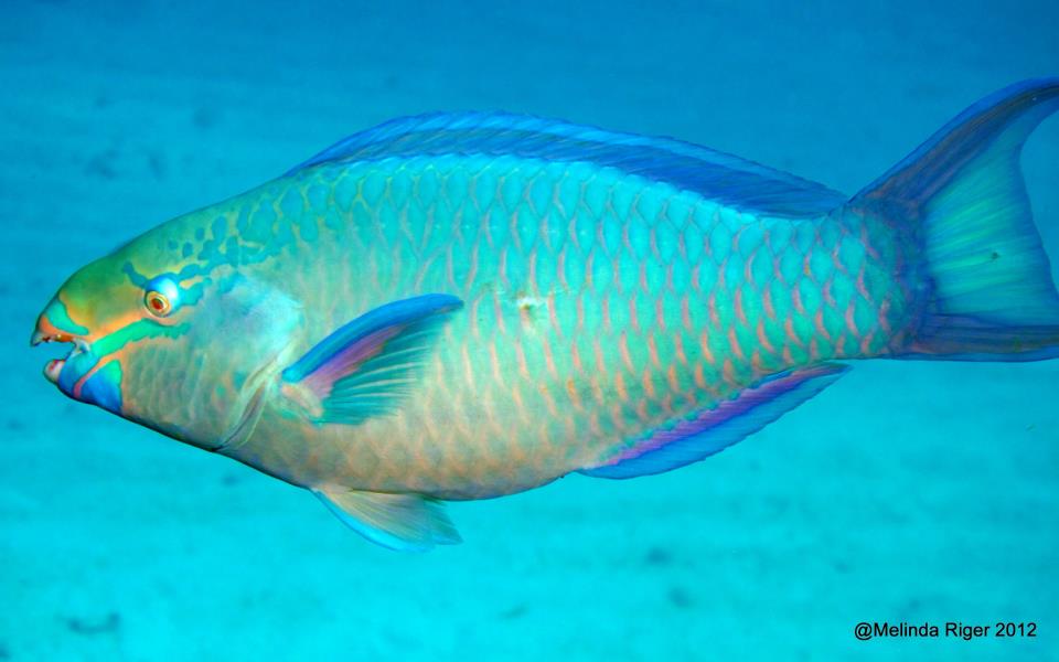 960x600 Parrotfish Colourful Coral Characters Bahamas Reef Fish (6