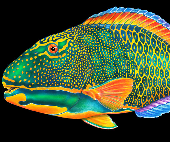 570x477 Parrotfish Colored Pencil Drawing