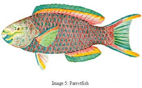 473x293 Queen Parrotfish World Of Animal
