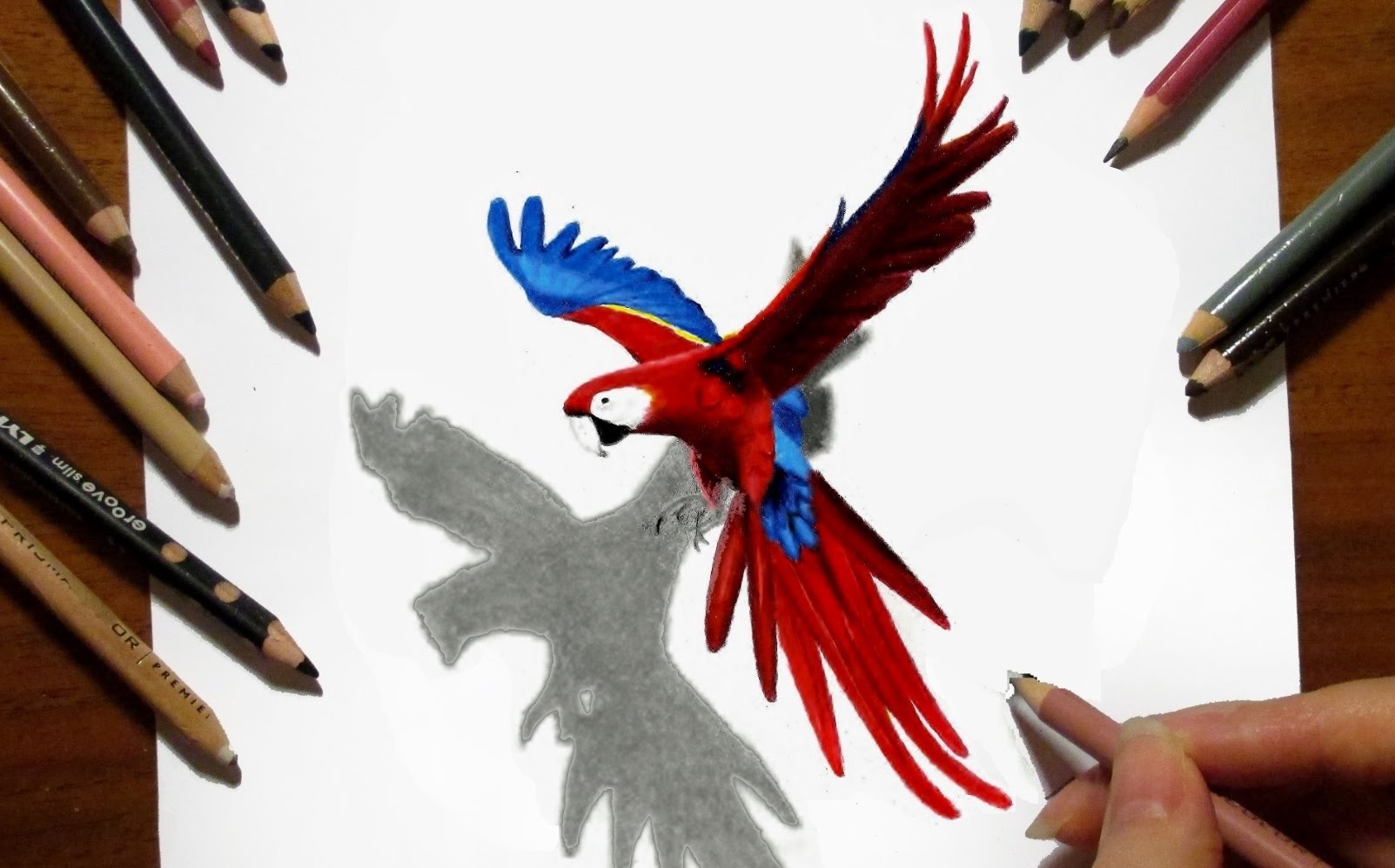 1603x998 Time Lapse 3d Drawing Flying Parrot