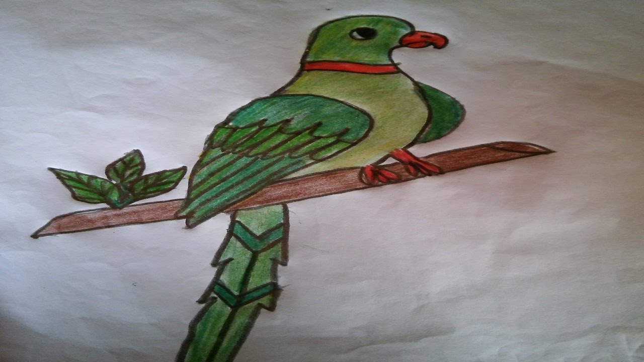 1280x720 New Pencil Art Scenery Parrots Photos How To Draw A Parrot How