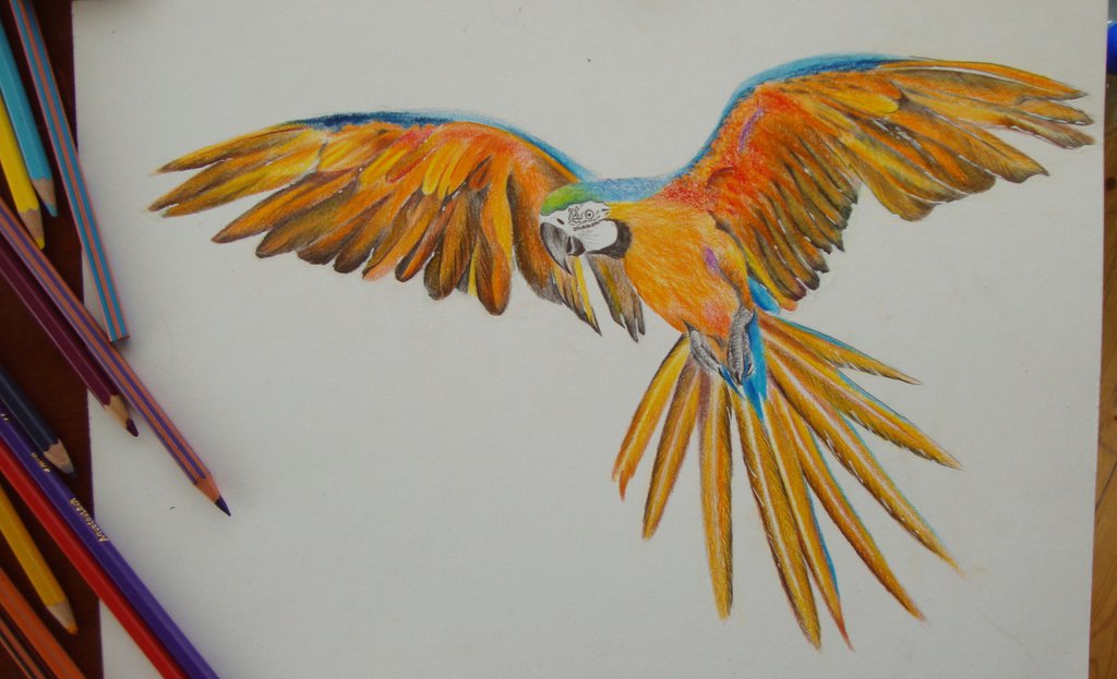 1024x623 Parrot,color Pencil Drawing By Robiartimre