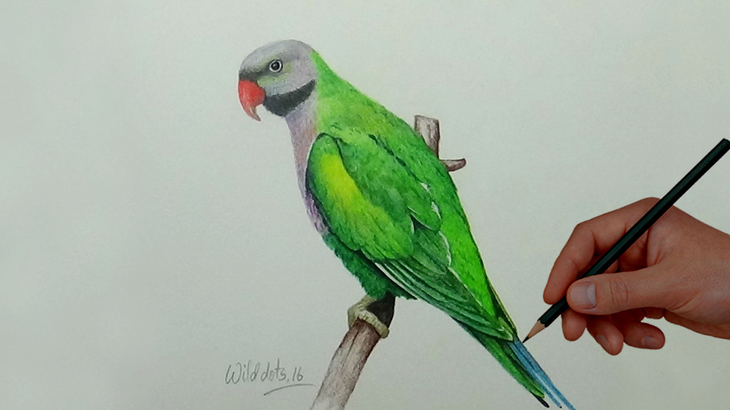 2560x1440 Parrot Drawing Colorful For Easy How To Draw Parrot Step By Step