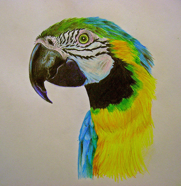 600x616 Parrot Drawing By Jessieja