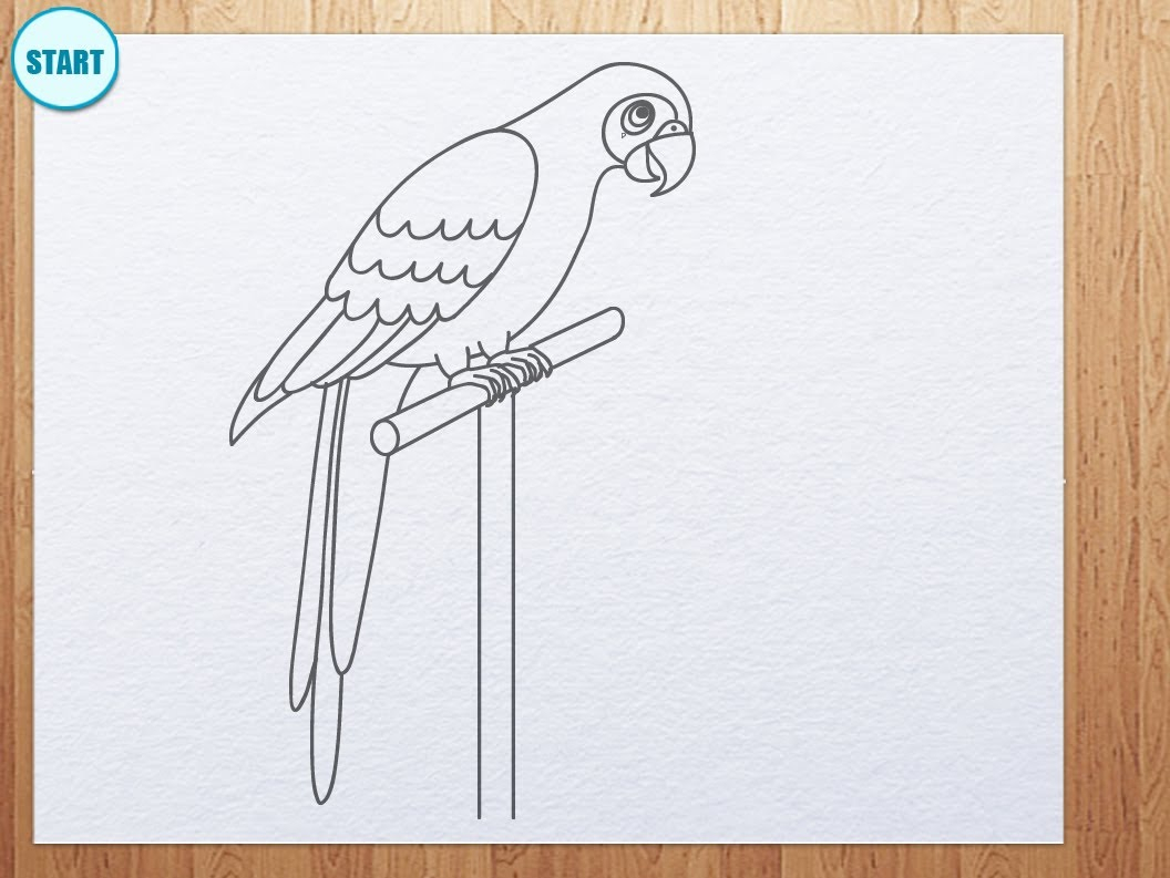1056x793 Parrot Sketch Step By Step Simple Parrot Drawing How To Draw