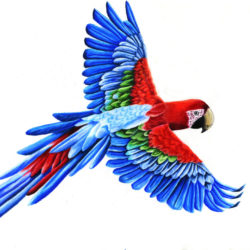 250x250 Parrot Drawing, Pencil, Sketch, Colorful, Realistic Art Images