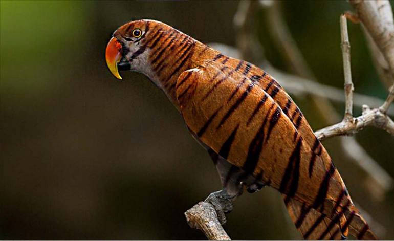 770x471 Saatchi Art Lion Skin Parrot Drawing By M Ashraf