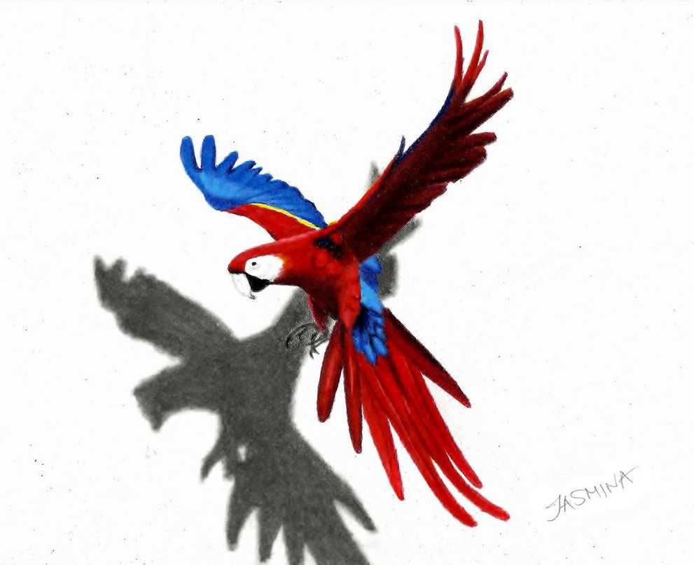 991x807 Colored Pencils Drawing