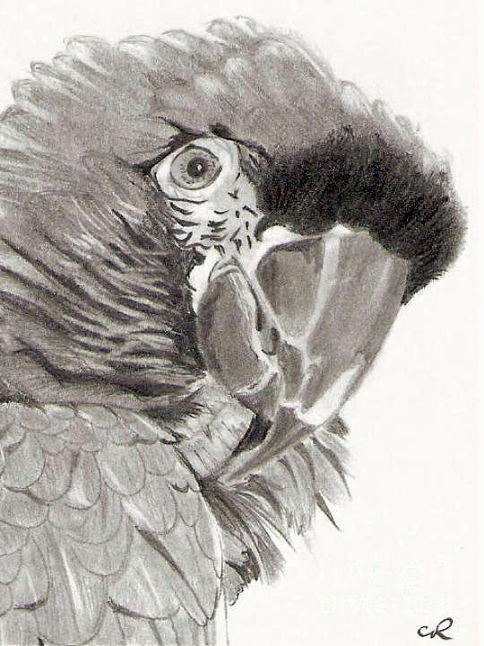 540x720 Parrot Pencil Drawing Drawing By Claudiu Radulescu