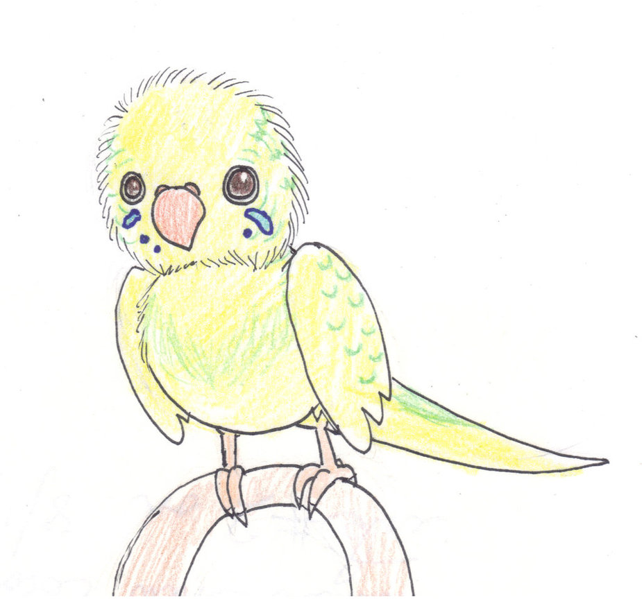 925x864 Ce For Parrot Drawing Contest
