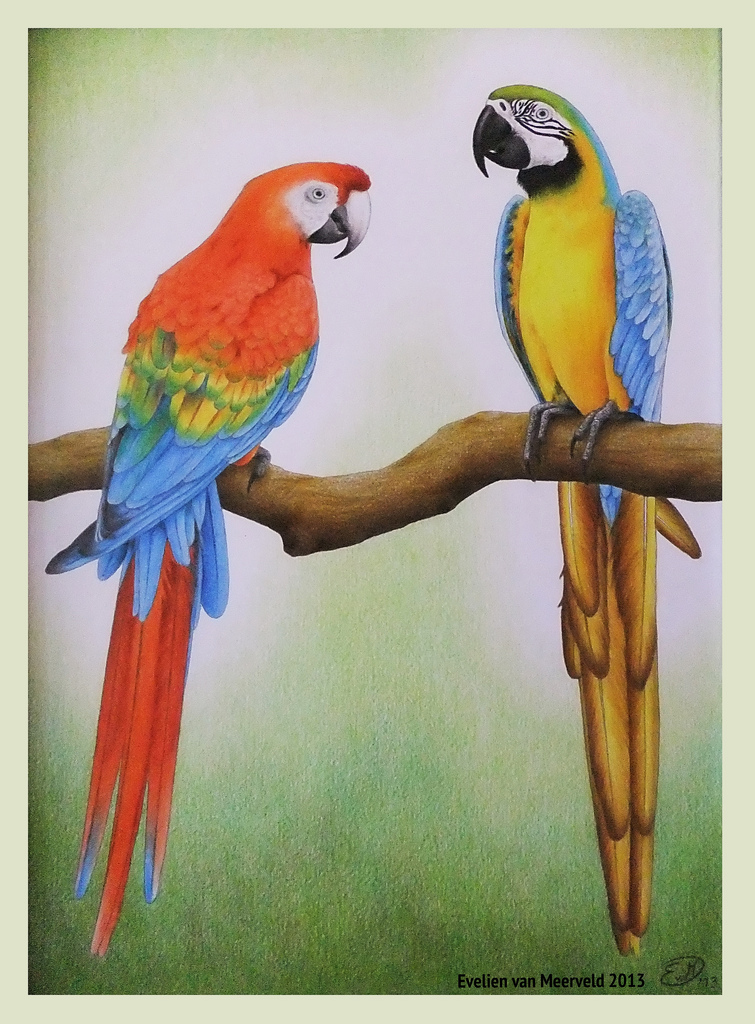755x1024 Macaw Parrots Colour Pencil And Graphite Pencil Drawing.
