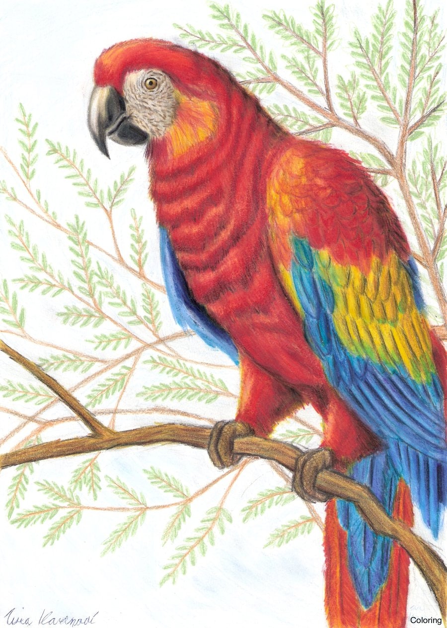 900x1264 Maxresdefault Drawings Of Parrots Coloring 17f Australian Step By