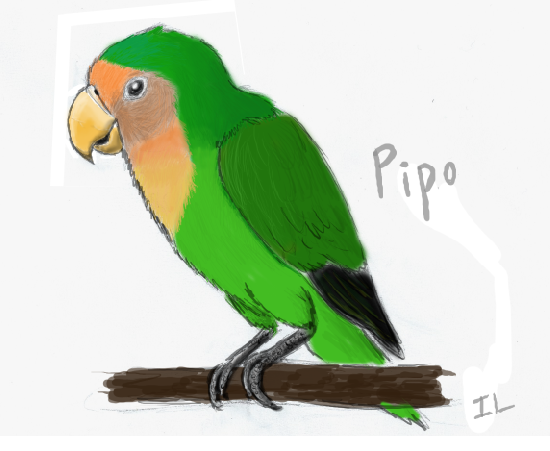 550x451 My Parrot Drawing By Nightfury1020