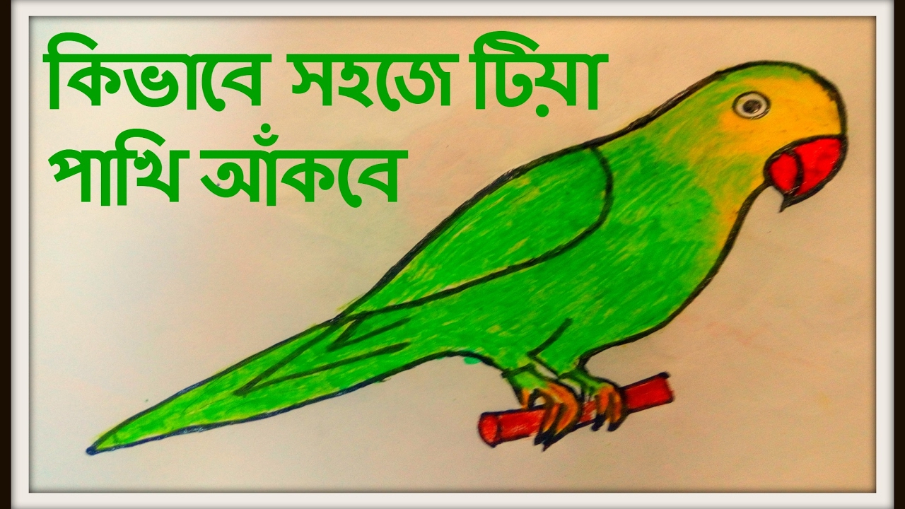 1280x720 Parrot Drawing Colorful For Easy How To Draw A Parrot With Marker