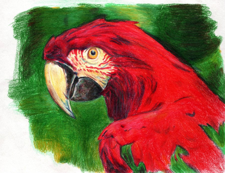 900x693 Parrot Color Pencil Sketch By Nickmockoviak