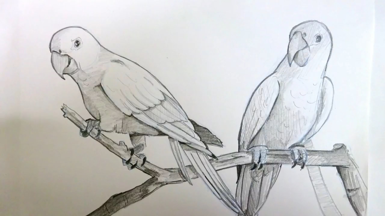 1280x720 Pencil Sketch Of Parrot