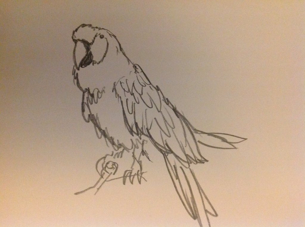 1024x765 Parrot Sketch By Angusmay