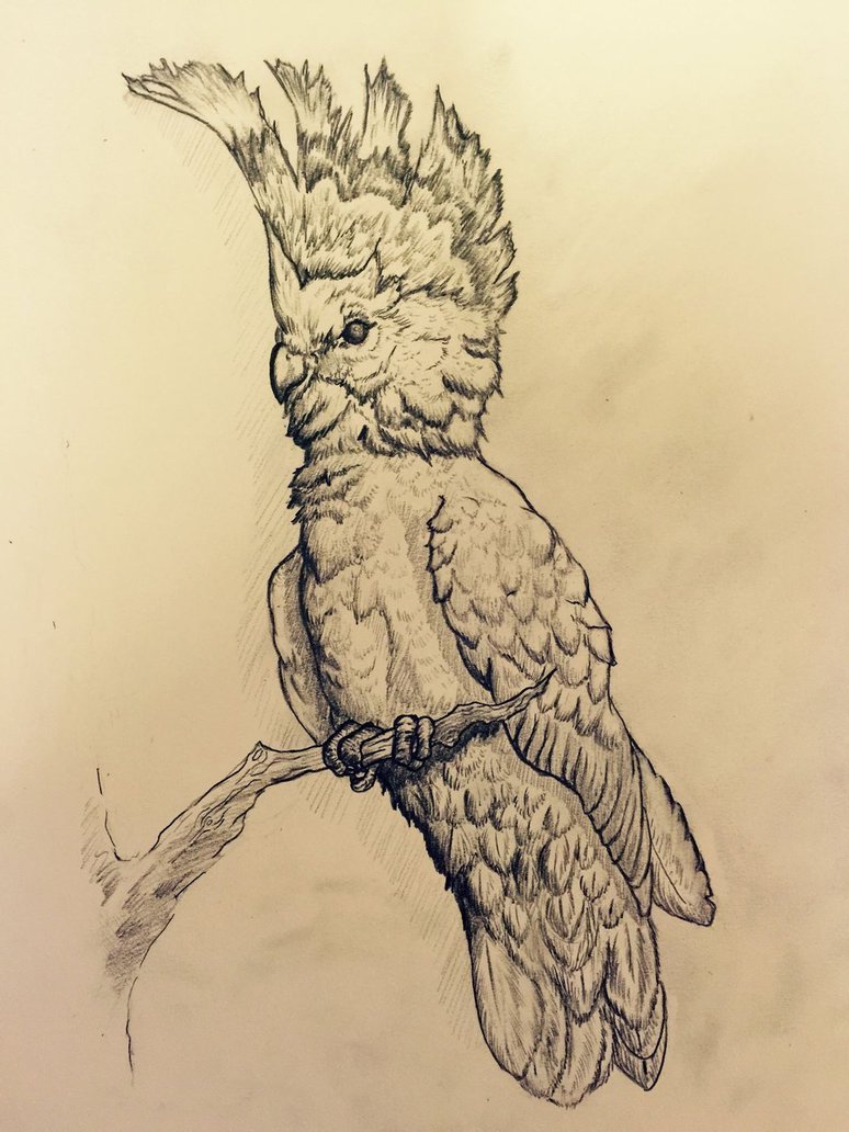 774x1032 Parrot Sketch By Skullkid1993