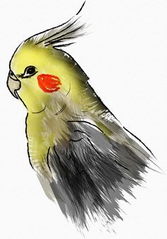 236x337 Parrot Sketch