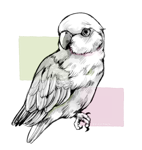 500x527 Parrot Illustration Tumblr