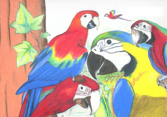 545x381 Drawing Of Parrots Done In Prisma Color Pencils By Evan Islam